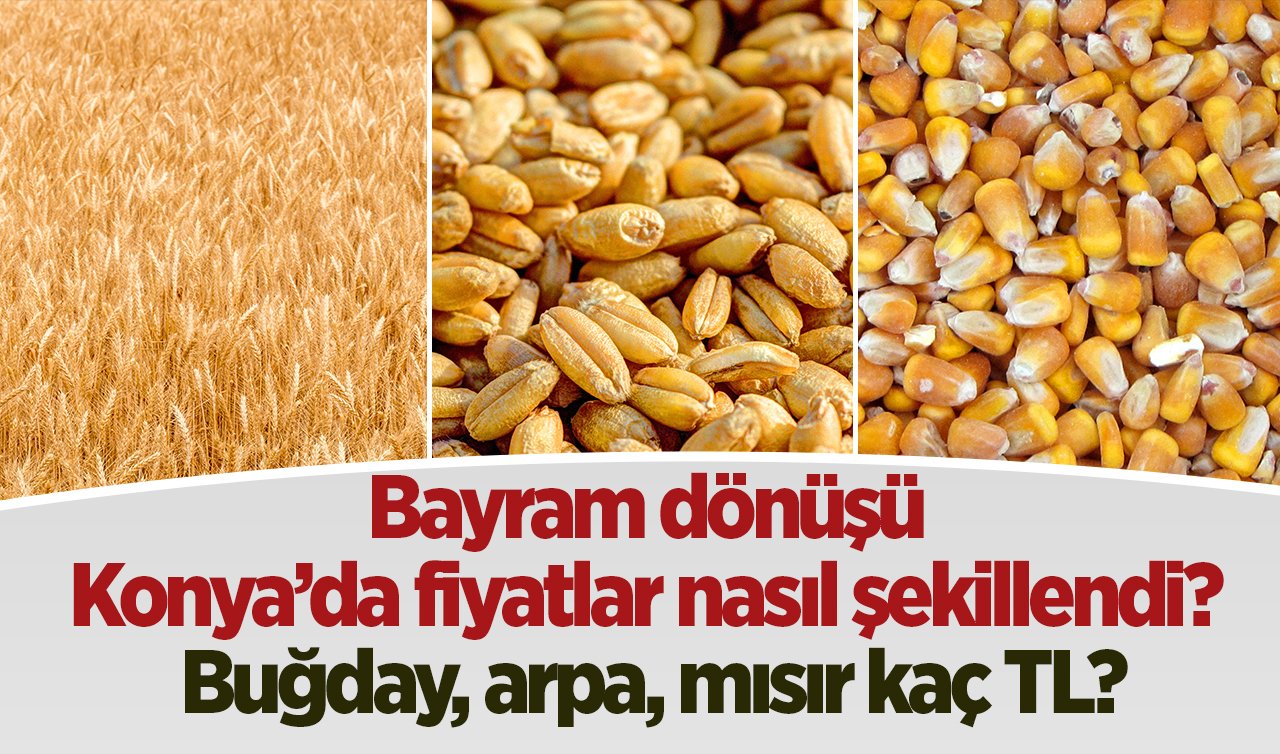  Bayram dönüşü Konya’da fiyatlar nasıl şekillendi? Buğday, arpa, mısır kaç TL