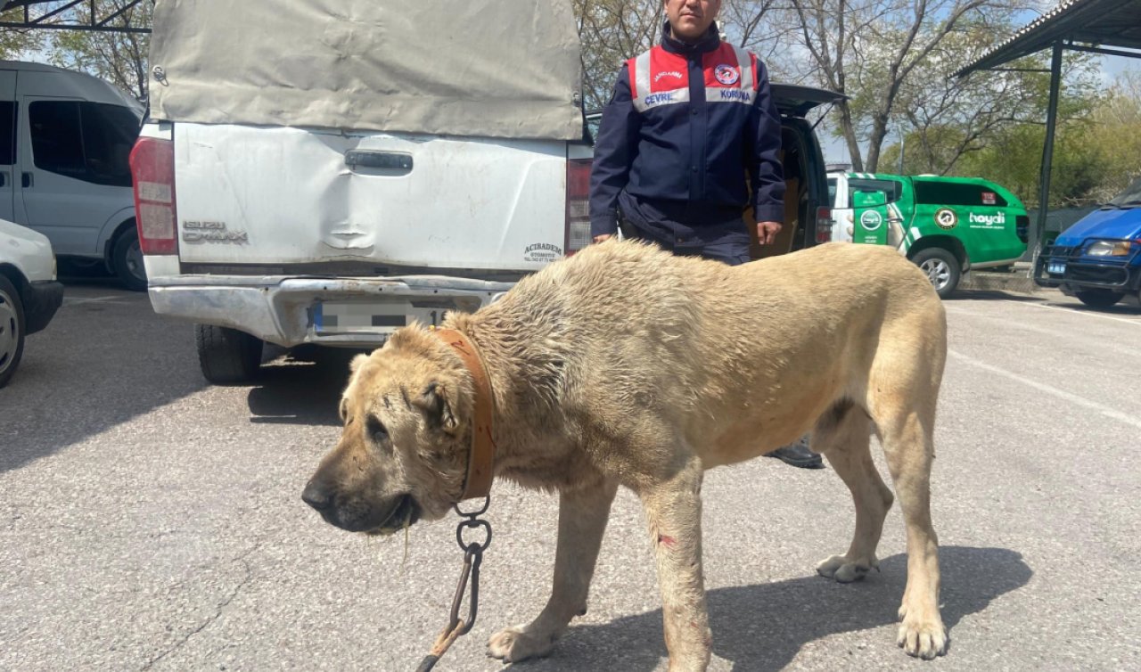  Köpek dövüştüren 14 kişiye 93 bin 808 lira ceza!