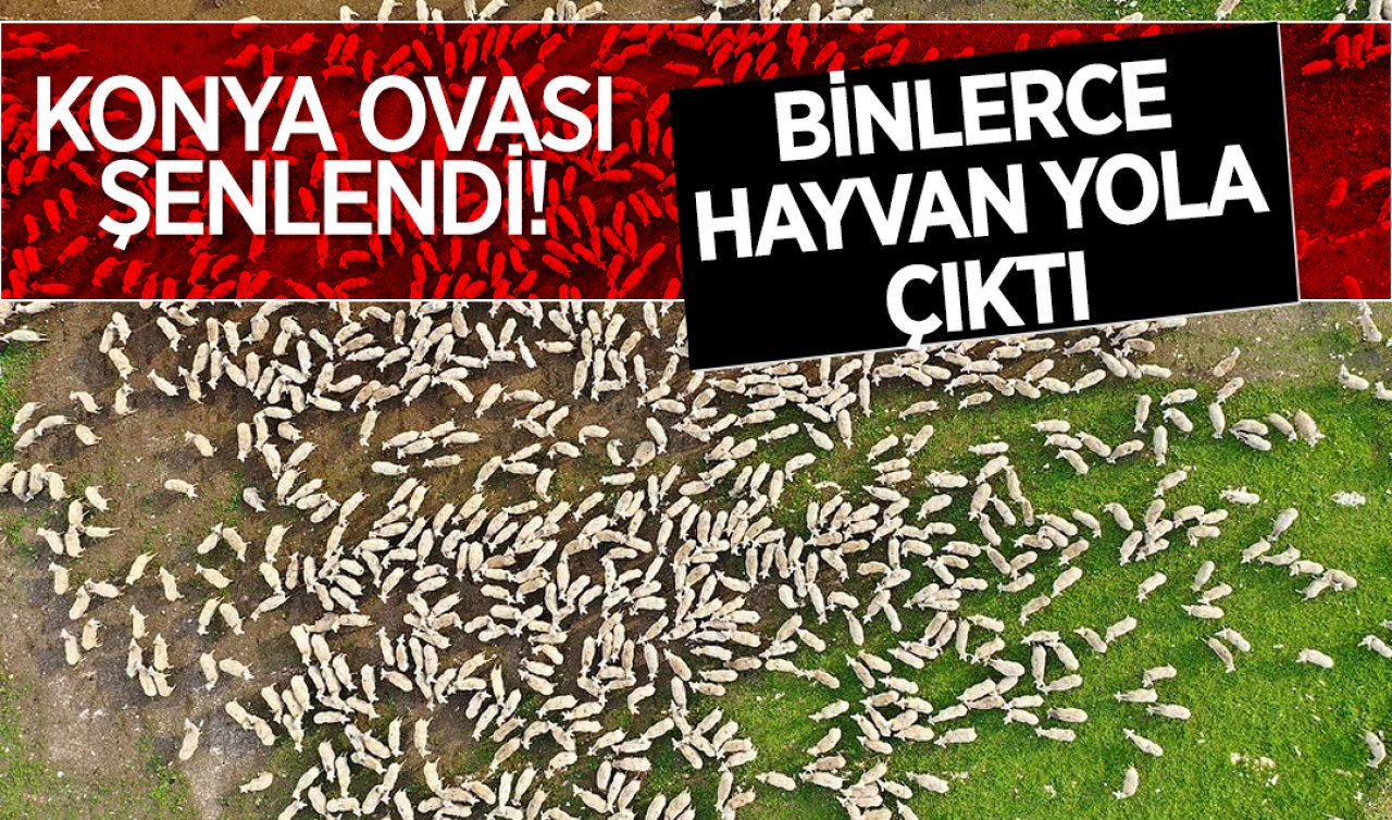  Konya Ovası şenlendi! Binlerce hayvan yola çıktı