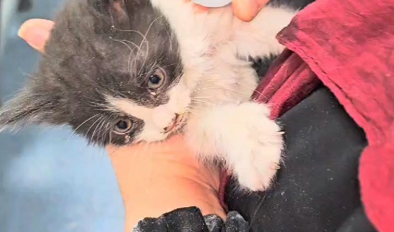 Hastanenin havalandırma boşluğuna düşen yavru kedi kurtarıldı
