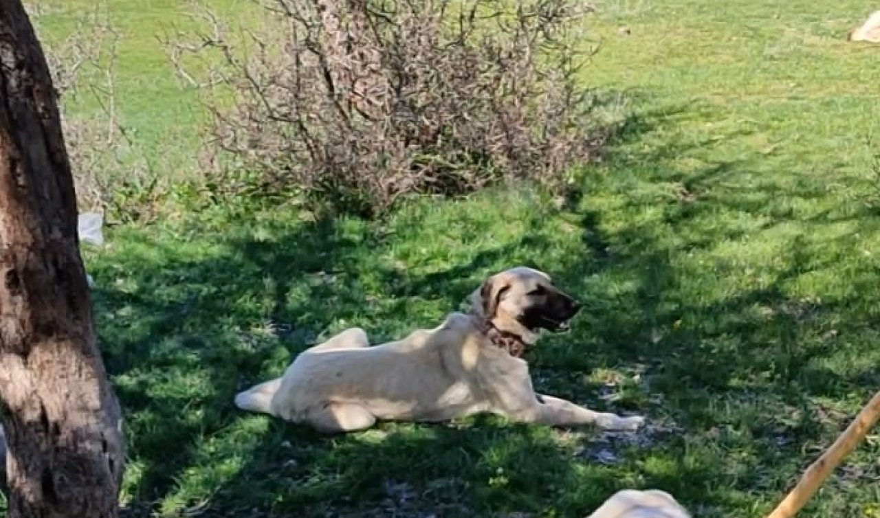  Kangal köpeklerinin takip ettiği vaşak ağaca tırmanarak kurtuldu