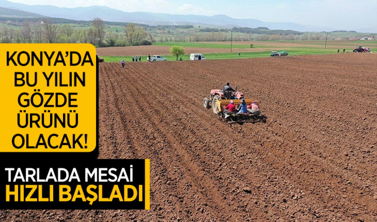 Konya’da bu yılın gözde ürünü olacak! Tarlada mesai hızlı başladı