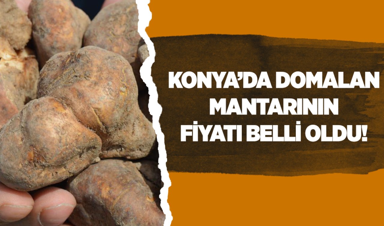 Konya’da domalan mantarının fiyatı belli oldu!