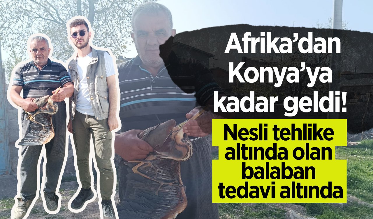  Afrika’dan Konya’ya kadar geldi! Nesli tehlike altında olan balaban tedavi altında