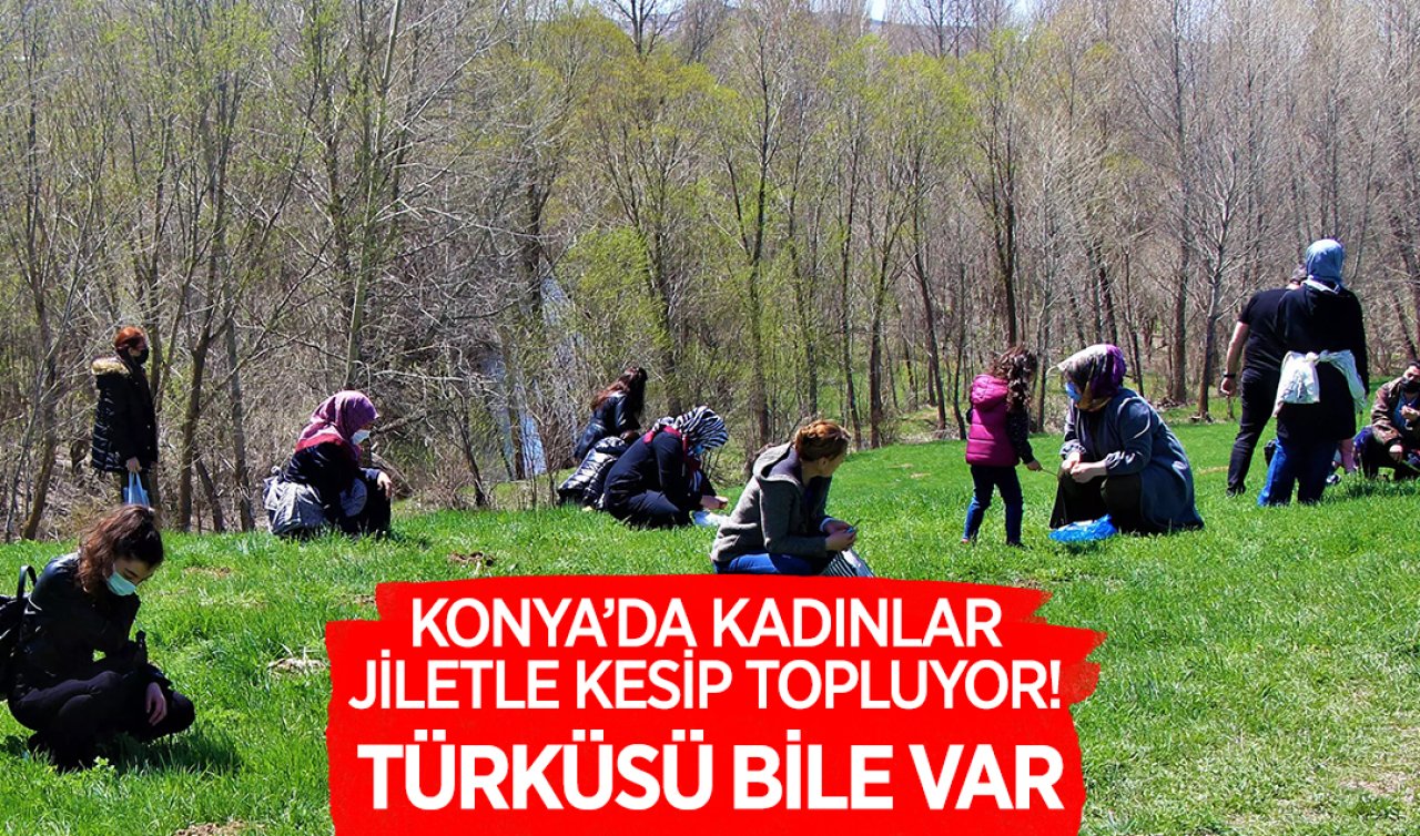 Konya’da kadınlar jiletle kesip topluyor! Türküsü bile var