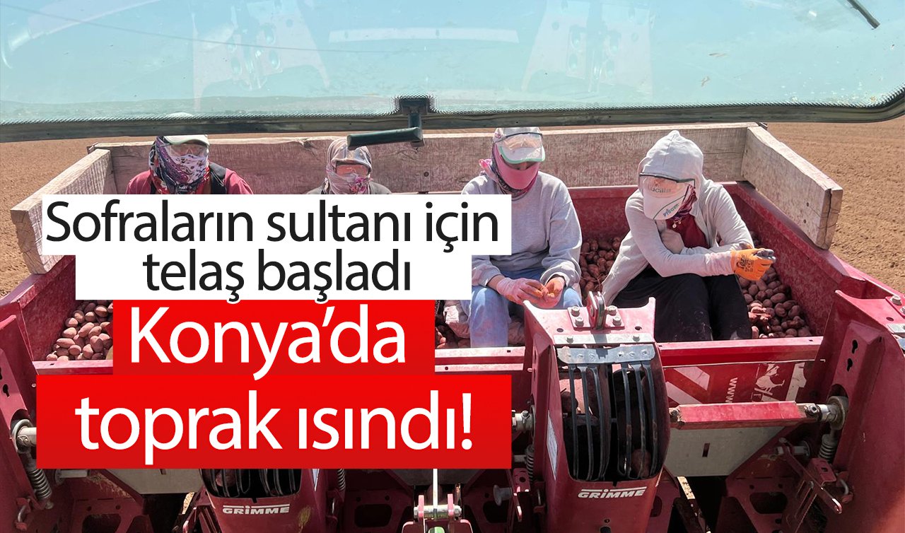 Konya’da toprak ısındı! Sofraların sultanı için telaş başladı