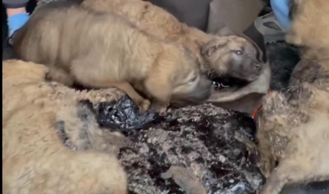 Zifte bulanmış 10 yavru köpek bebek ve zeytinyağı ile temizlendi