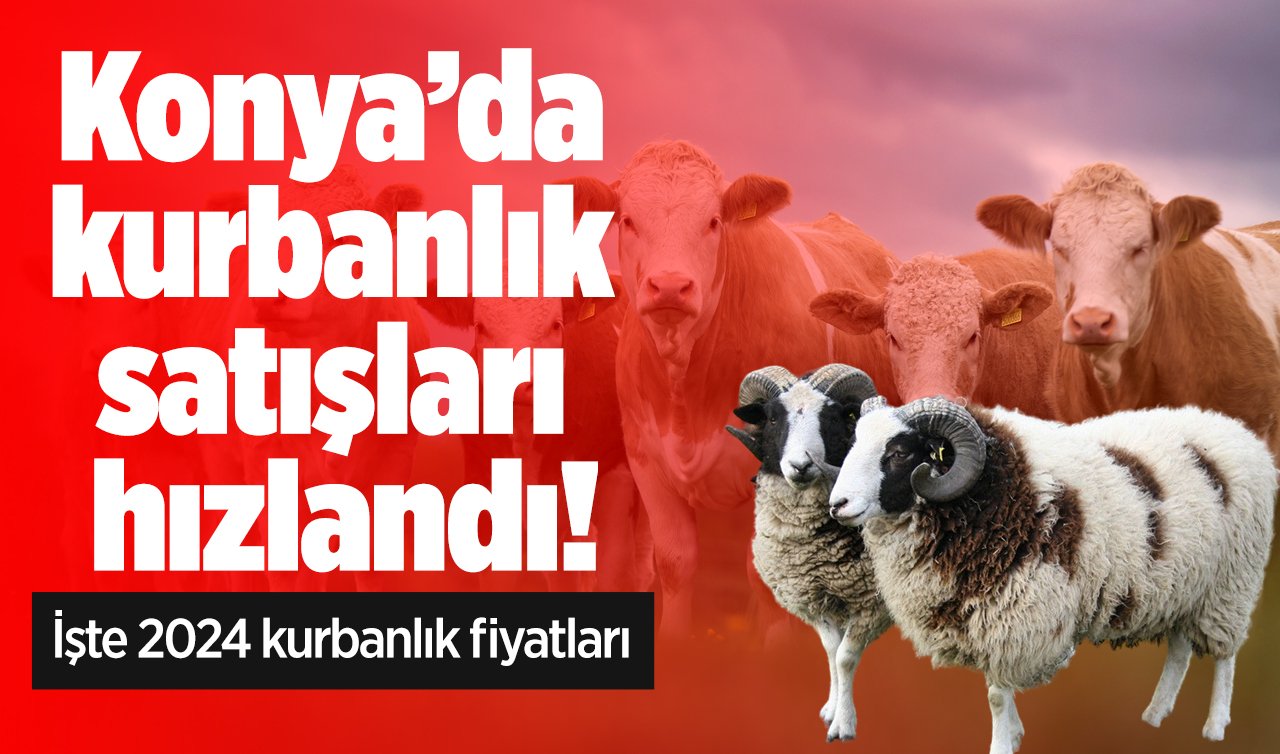 Konya’da kurbanlık satışları hızlandı! İşte 2024 kurbanlık fiyatları