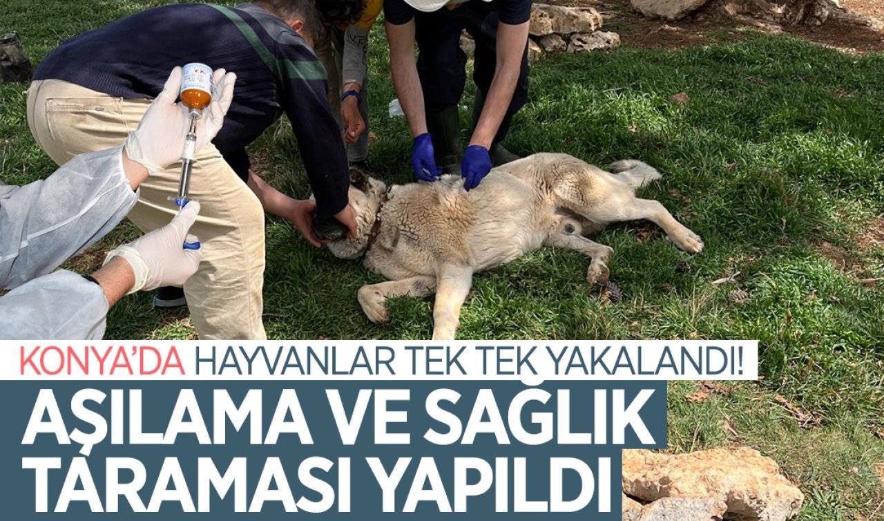  Konya’da hayvanlar tek tek yakalandı! Aşılama ve sağlık taraması yapıldı