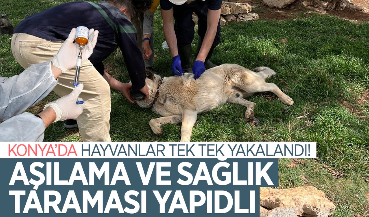 Konya’da hayvanlar tek tek yakalandı! Aşılama ve sağlık taraması yapıldı