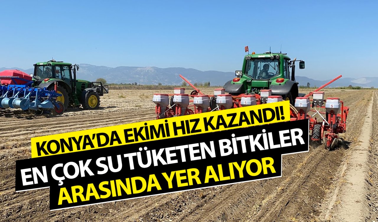  Konya’da en çok su tüketen bitkilerin başında geliyor! Ekiminde sona yaklaşıldı