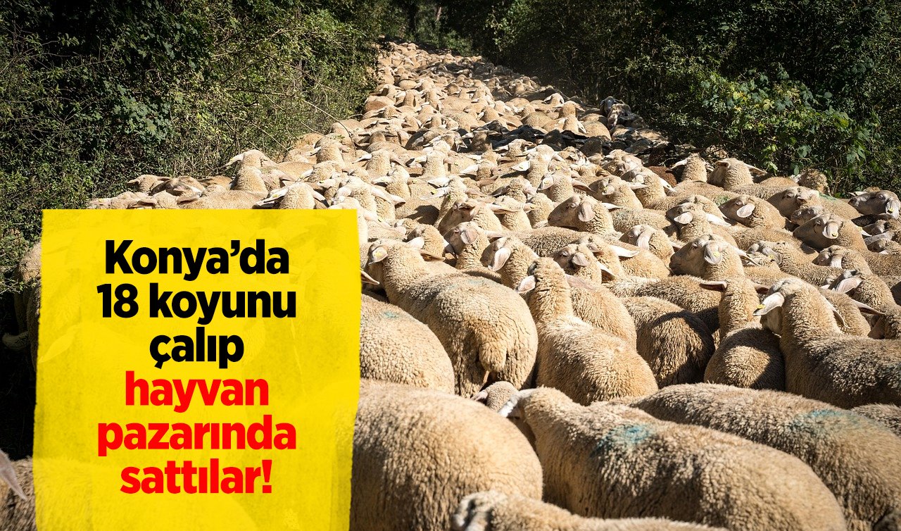 Konya’da 18 koyunu çalıp hayvan pazarında sattılar! 