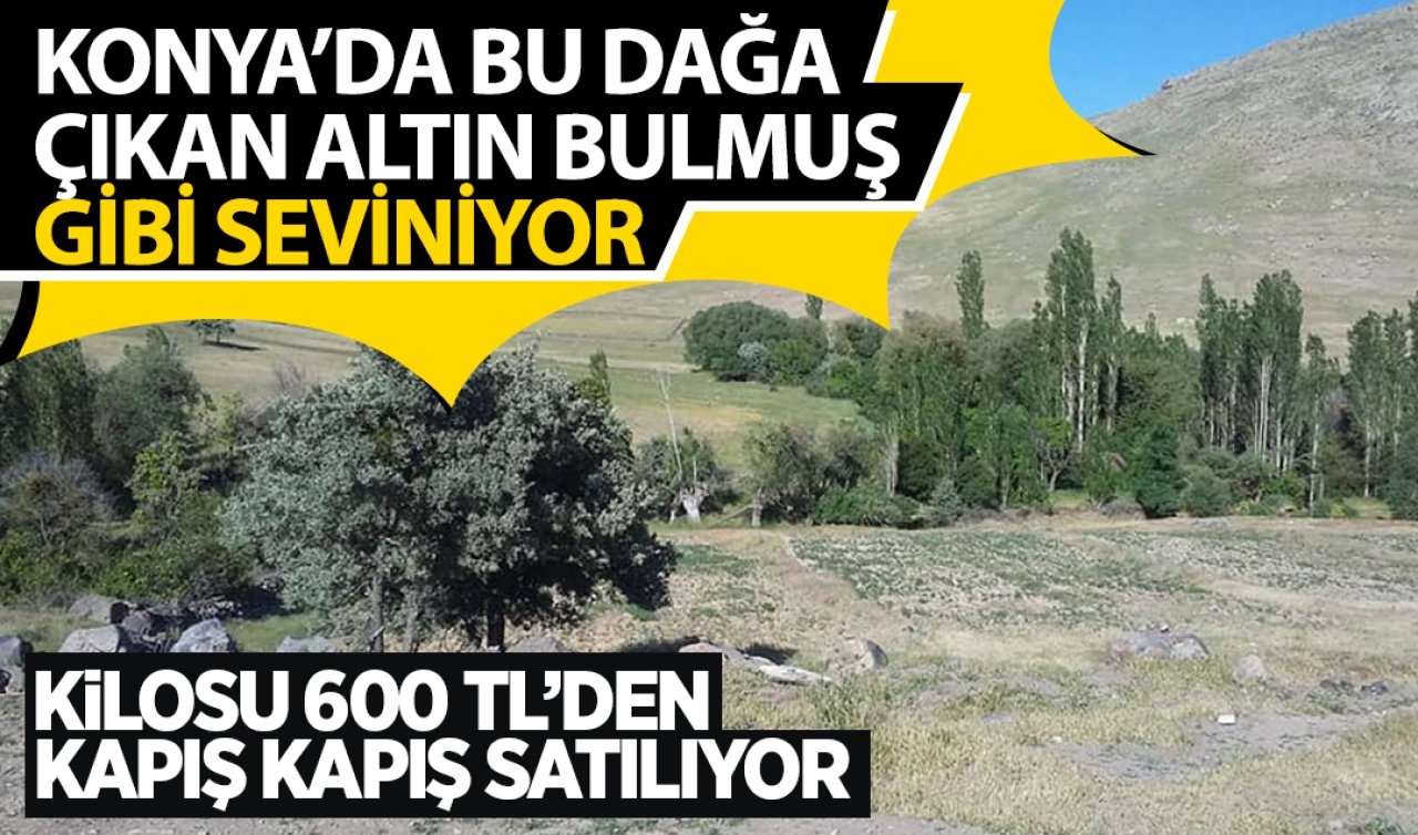 Konya’da bu dağa çıkan altın bulmuş gibi seviniyor! Kilosu 600 liradan kapış kapış satılıyor