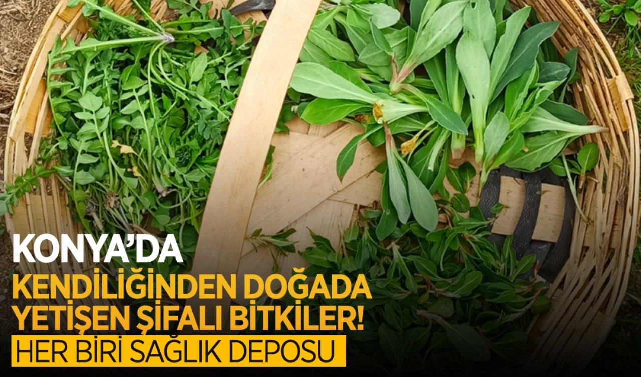  Konya’da kendiliğinden doğada yetişen şifalı bitkiler! Her biri sağlık deposu