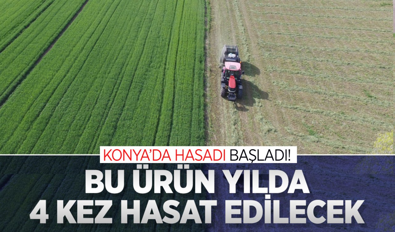 Konya’da hasadı başladı! Bu ürün yılda 4 kez hasat edilecek