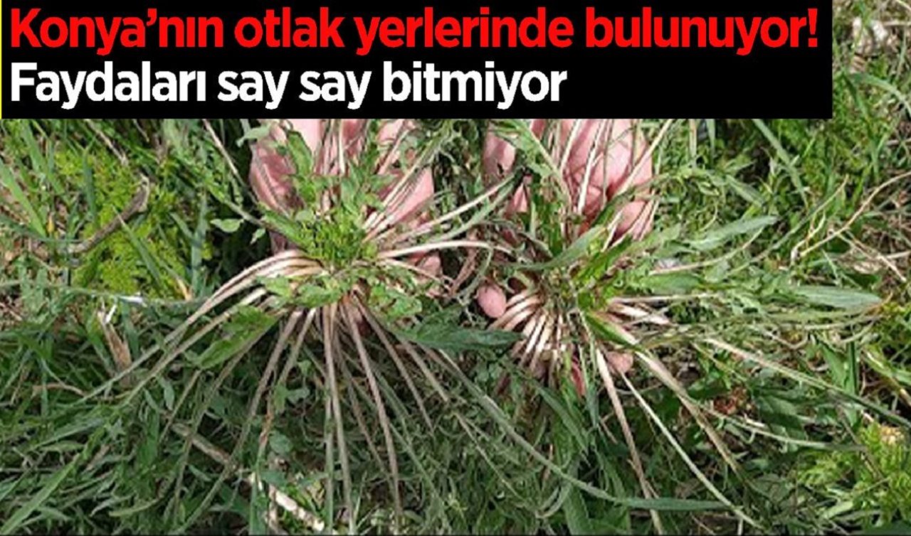 Konya’nın otlak yerlerinde bulunuyor! Faydaları say say bitmiyor