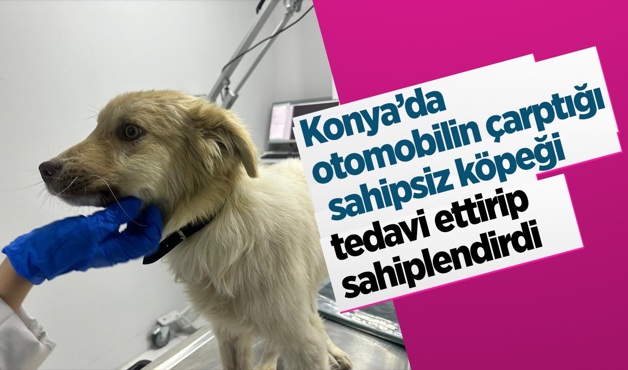  Konya’da otomobilin çarptığı sahipsiz köpeği tedavi ettirip sahiplendirdi