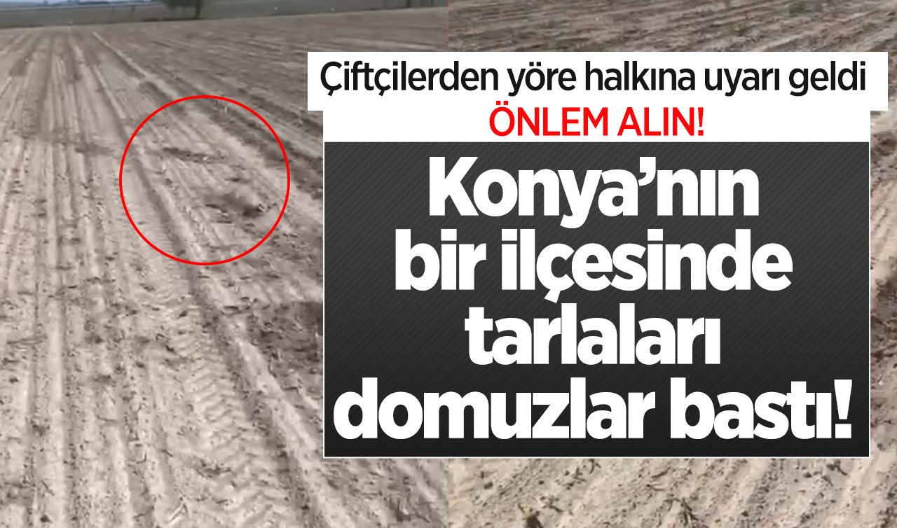  Konya’nın bir ilçesinde tarlaları domuzlar bastı! Çiftçilerden yöre halkına uyarı geldi: ÖNLEM ALIN!