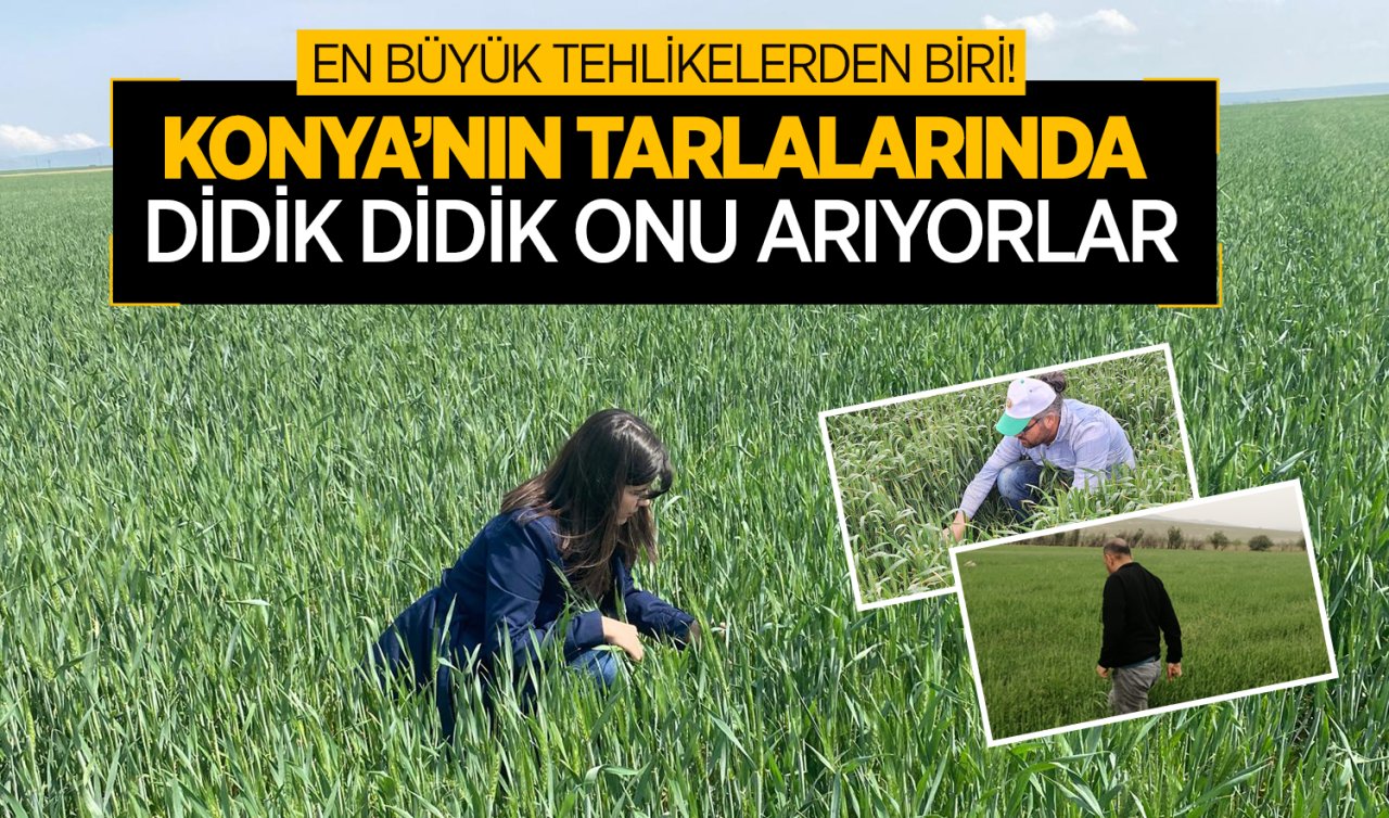 Konya’nın tarlalarında didik didik onu arıyorlar! Tam bir baş belası 