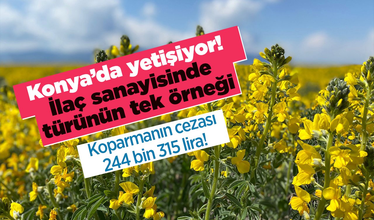 Konya’da sadece bir yerde yetişiyor! Türünün tek örneği ilaç sanayisinde kullanılıyor: Koparmanın cezası 244 bin 315 lira! 