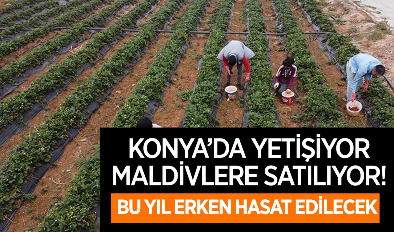  Konya’da yetişiyor Maldivlere satılıyor! Bu yıl erken hasat edilecek 