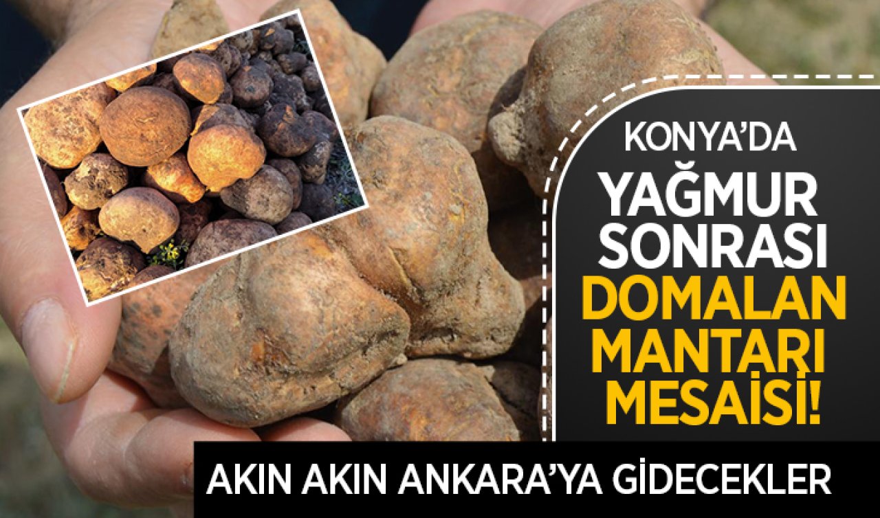 Konya’da yağmur sonrası domalan mesaisi! Akın akın Anakara’ya gidecekler