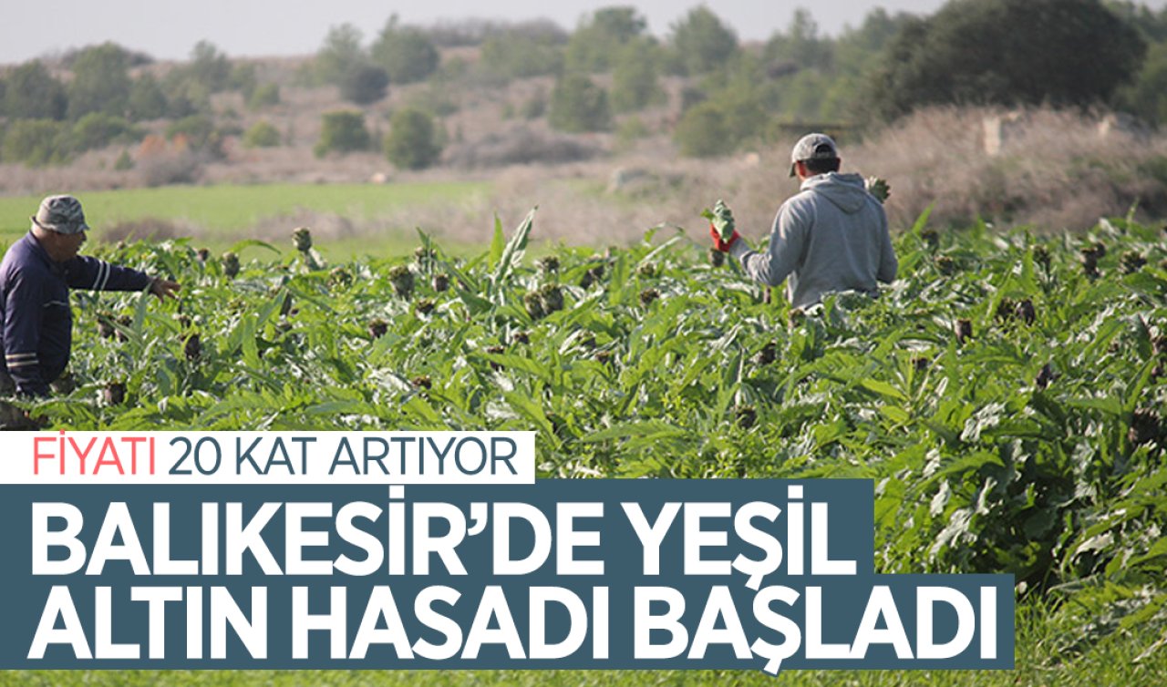 Balıkesir’de yeşil altın hasadı başladı! Fiyatı 20 kat artıyor 