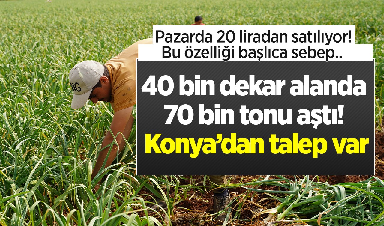  40 bin dekar alanda 70 bin tonu aştı! Konya’dan talep var: Pazarda 20 liradan satılıyor! Bu özelliği başlıca sebep..  