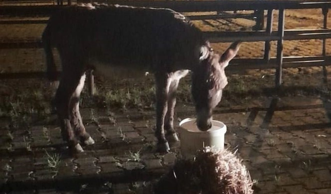 Bu sefer başıboş köpek değil eşek! Yolda yürürken kadını ısırarak yaraladı