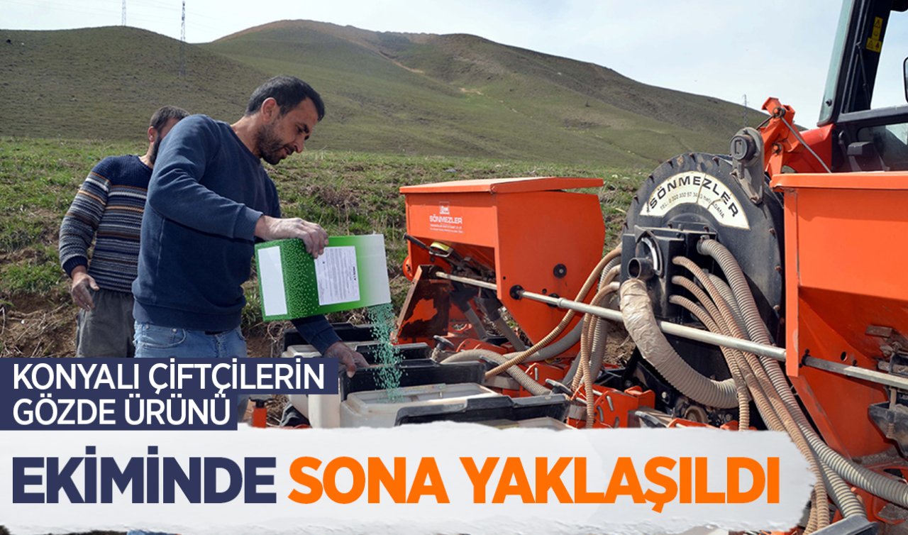  Konyalı çiftçilerin gözde ürünü! Ekiminde sona yaklaşıldı: Geçen yıl tonu 1.855 TL’den satıldı