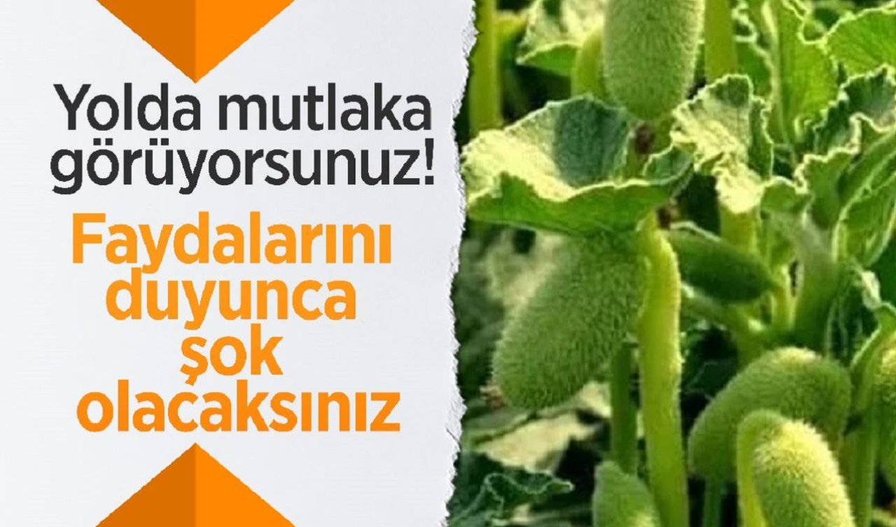  Yolda mutlaka görüyorsunuz! Faydalarını duyunca şok olacaksınız