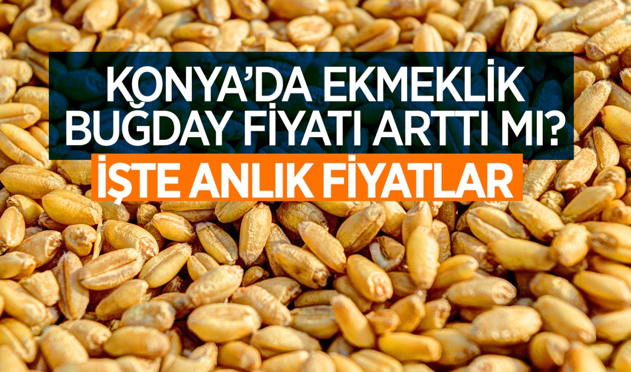  Konya’da ekmeklik buğday fiyatı arttı mı? İşte anlık fiyatlar