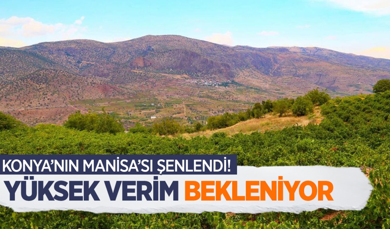  Konya’nın Manisa’sı şenlendi! Yüksek verim bekleniyor