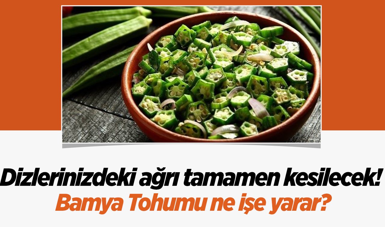 Dizlerinizdeki ağrı tamamen kesilecek! Bamya Tohumu ne işe yarar?