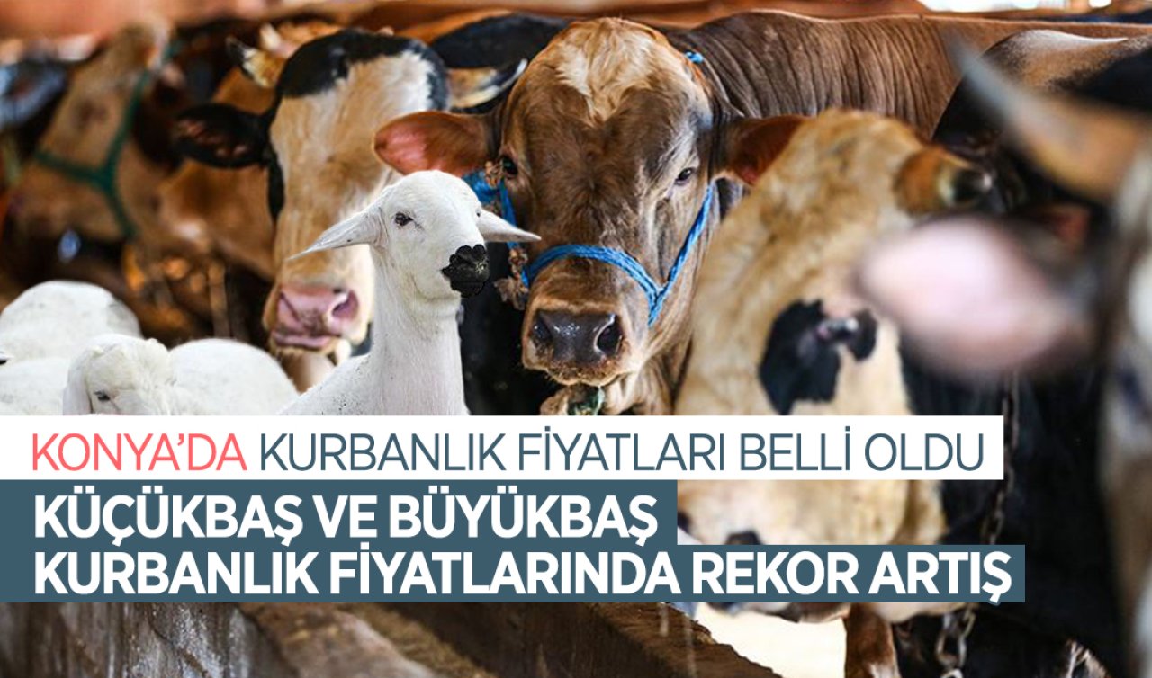 Konya’da 2024 yılı kurbanlık fiyatları belli oldu! Küçükbaş ve büyükbaş kurbanlık fiyatlarında rekor artış