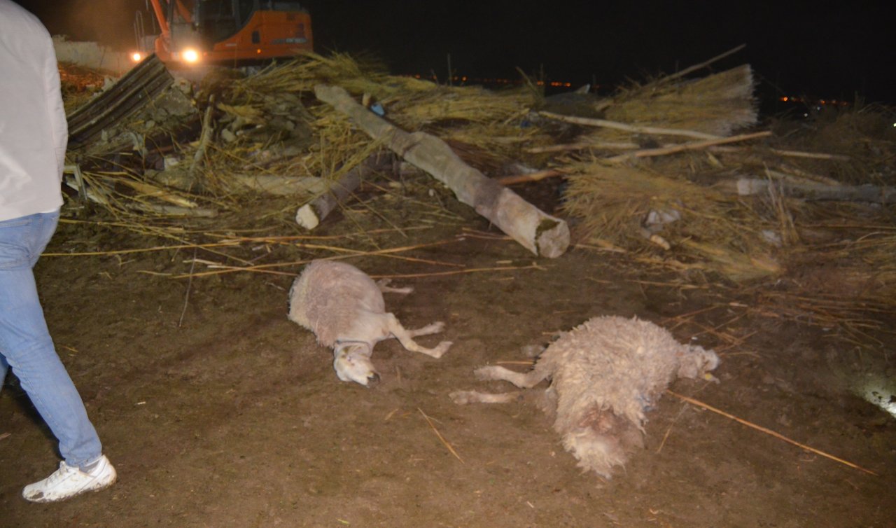 Sağanak yağışın hasarı ağır oldu! Ahır çöktü: 50 küçükbaş hayvan öldü