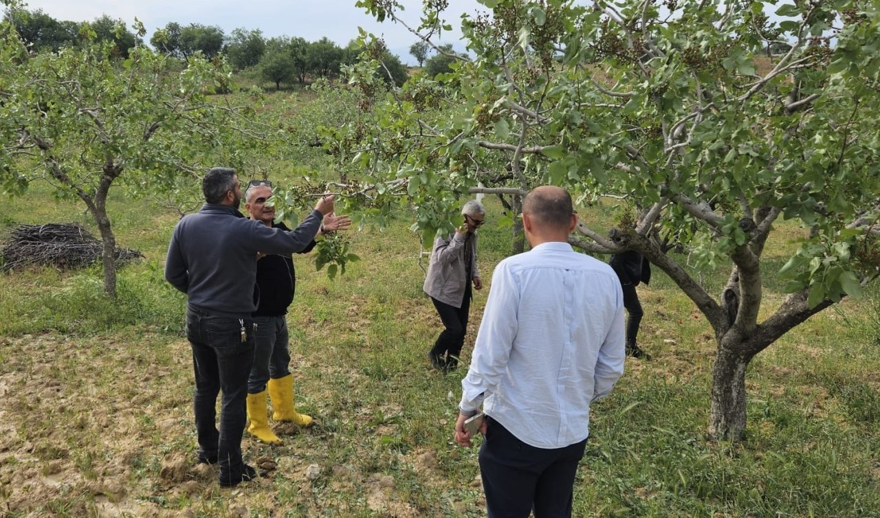   Dolu yağışı; sebze ve fıstık bahçeleri zarar gördü