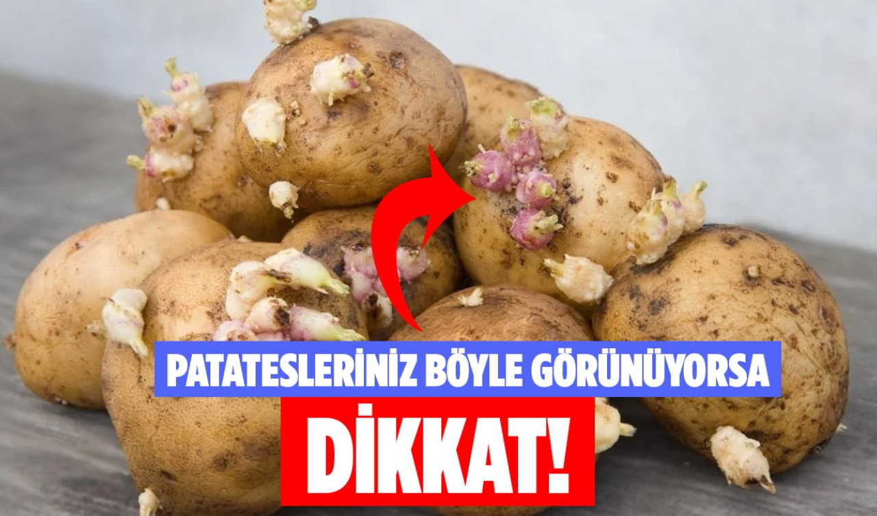  Evde filizlenen patates varsa dikkat edin! Uzman isim uyardı