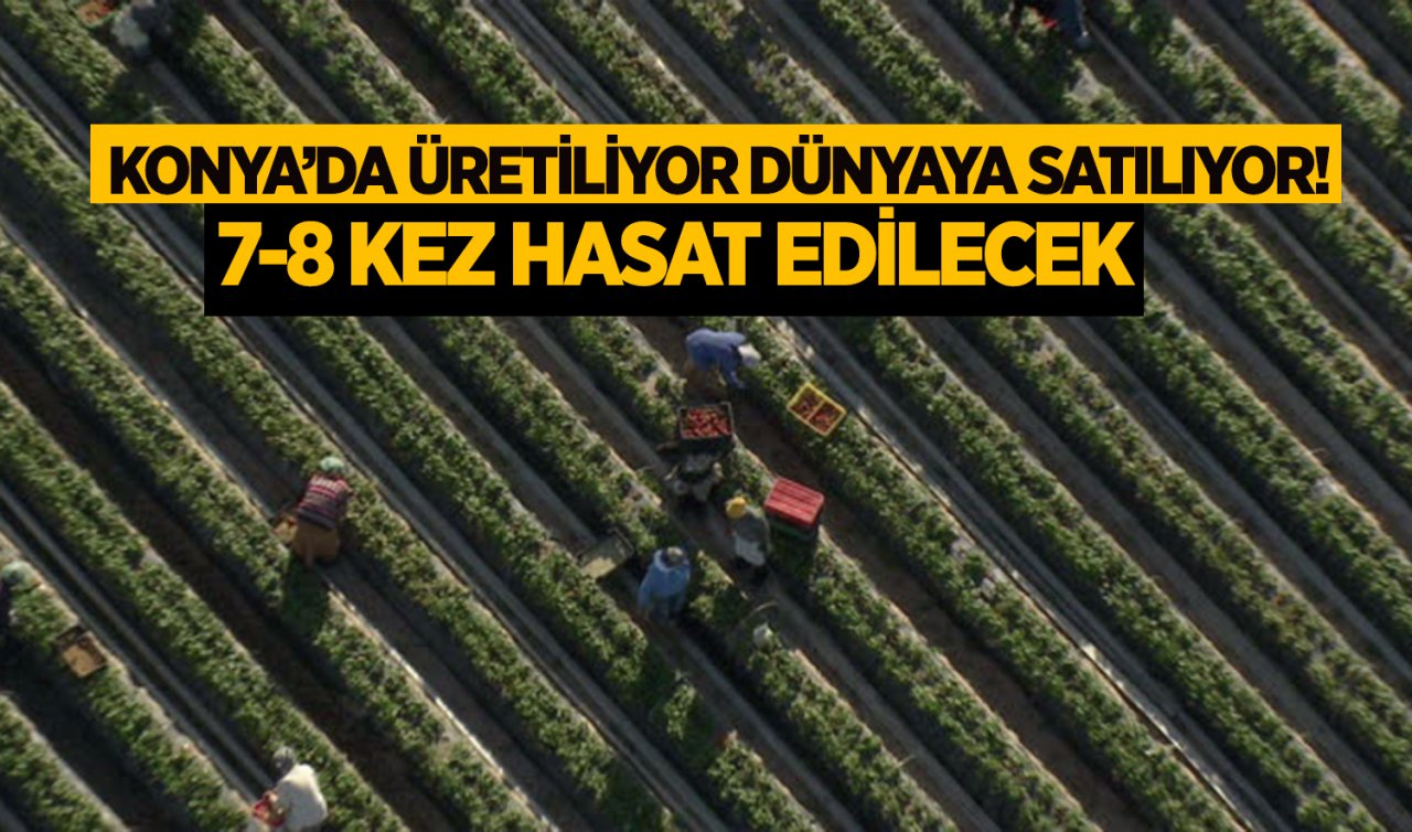 Konya’da üretiliyor dünyaya satılıyor! 7-8 kez hasat edilecek