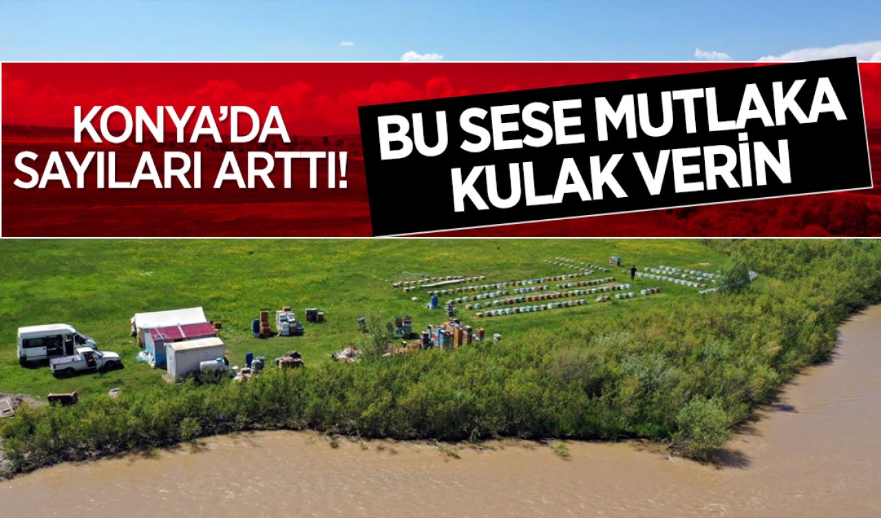  Konya’da sayıları arttı! Bu sese mutlaka kulak verin