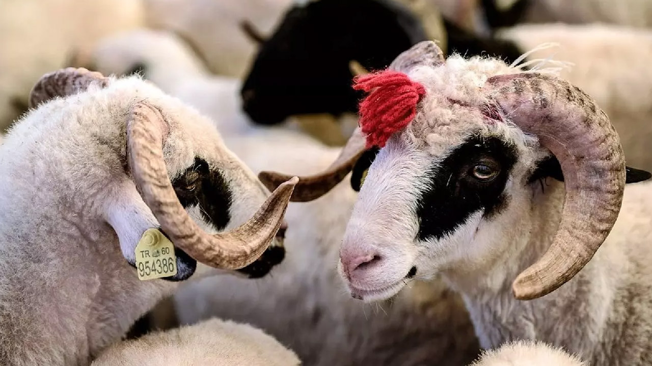 kurban bayramı ne zaman