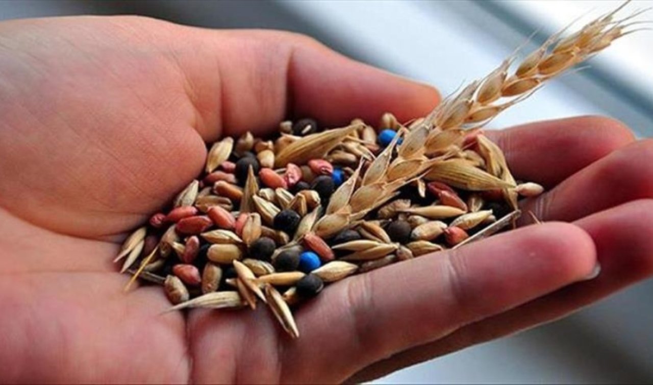 Türkiye’nin tohum ihracatı artıyor