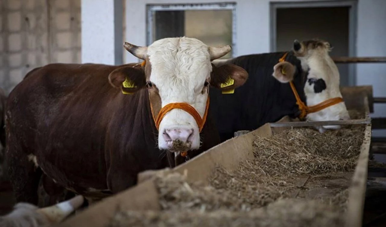 Kurban Bayramı Ne Zaman, 2024 Kurban Bayramı Tatili Kaç Gün?