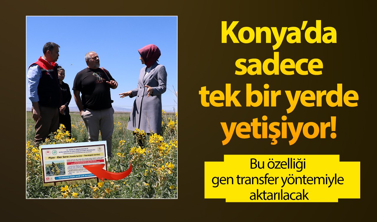 Konya’da sadece tek bir yerde yetişiyor! Bu özelliği gen transfer yöntemiyle aktarılacak: Koparmanın cezası 387 Bin 141 Lira! 