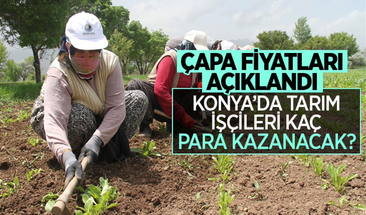 Konya’da tarım işçileri kaç para kazanacak? Çapa fiyatları açıklandı