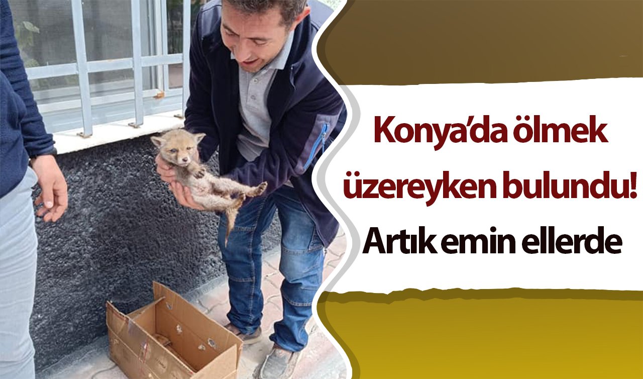  Konya’da ölmek üzereyken bulundu! Artık emin ellerde