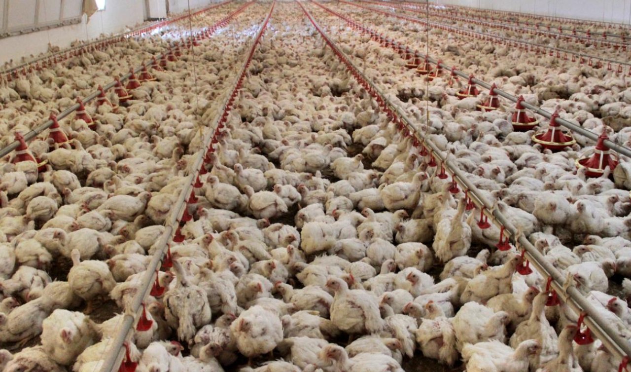 TÜİK açıkladı! Tavuk eti üretiminde artış yaşandı