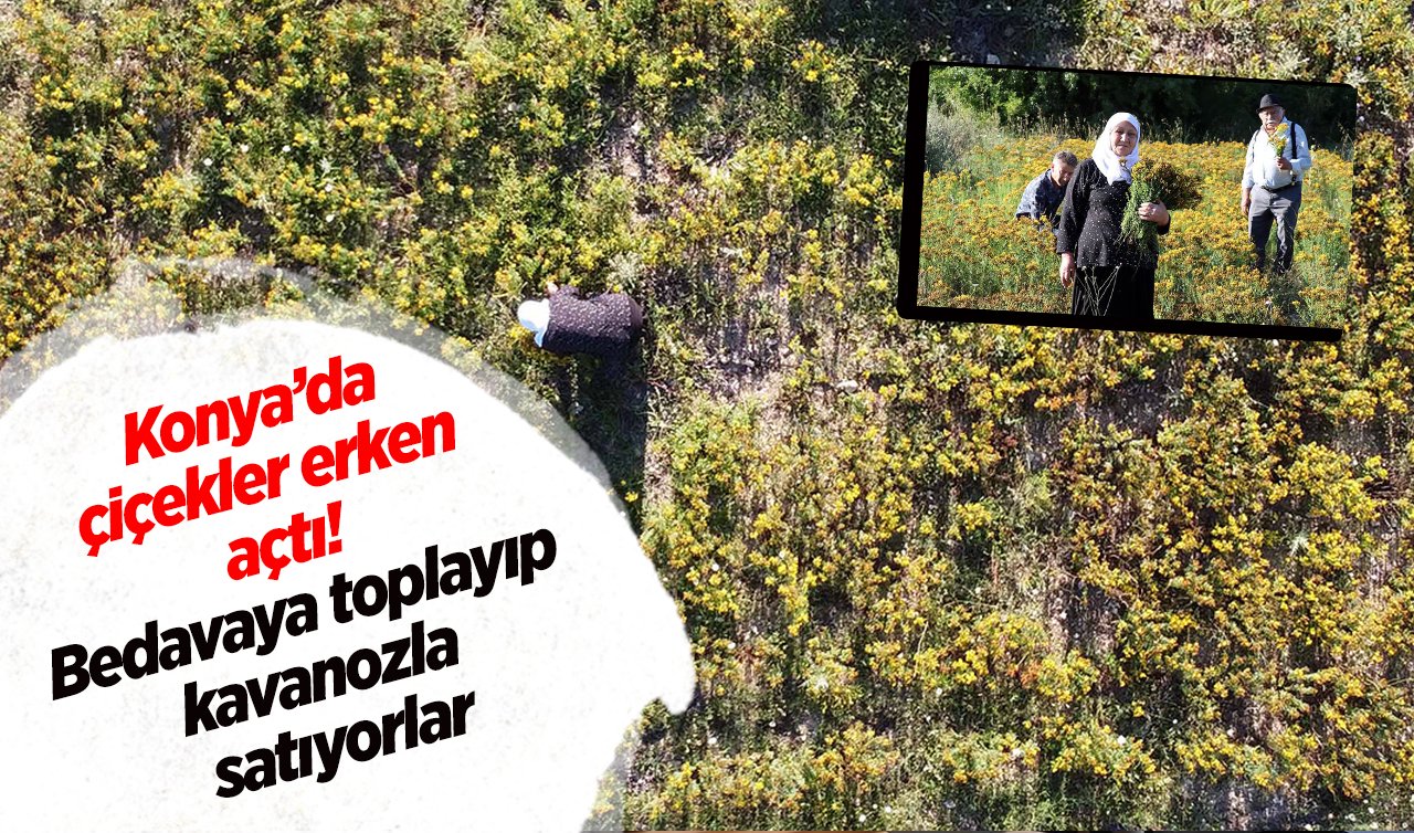  Konya’da çiçekler erken açtı! Bedavaya toplayıp kavanozla satıyorlar