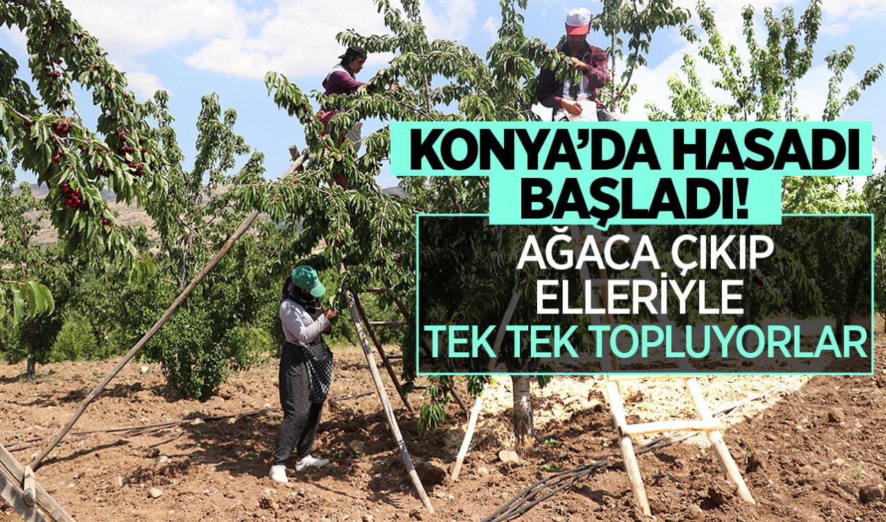  Konya’da hasadı başladı! Ağaca çıkıp elleriyle tek tek topluyorlar
