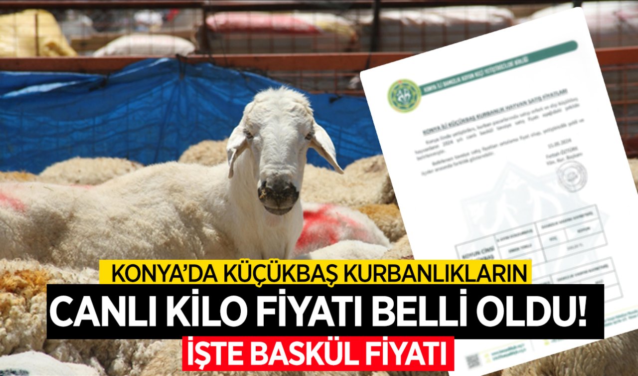 Konya’da küçükbaş kurbanlıkların canlı kilo fiyatı belli oldu! İşte baskül fiyatı